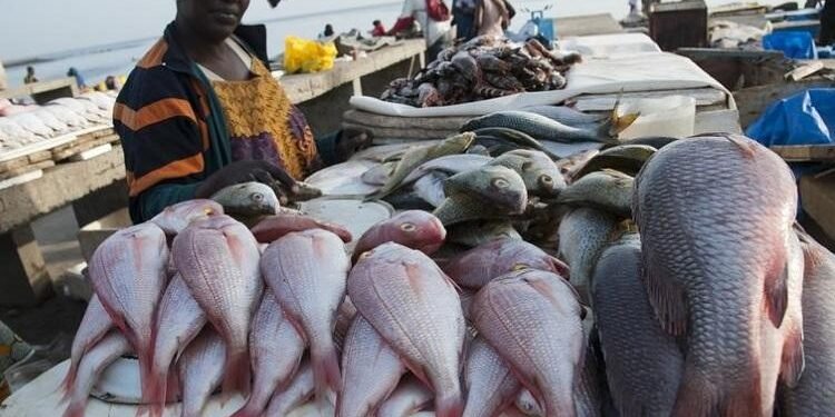 PECHE : Hausse de 20,4% des débarquements au premier trimestre 2024